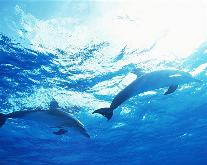 delfínů Foto Wallpaper #35