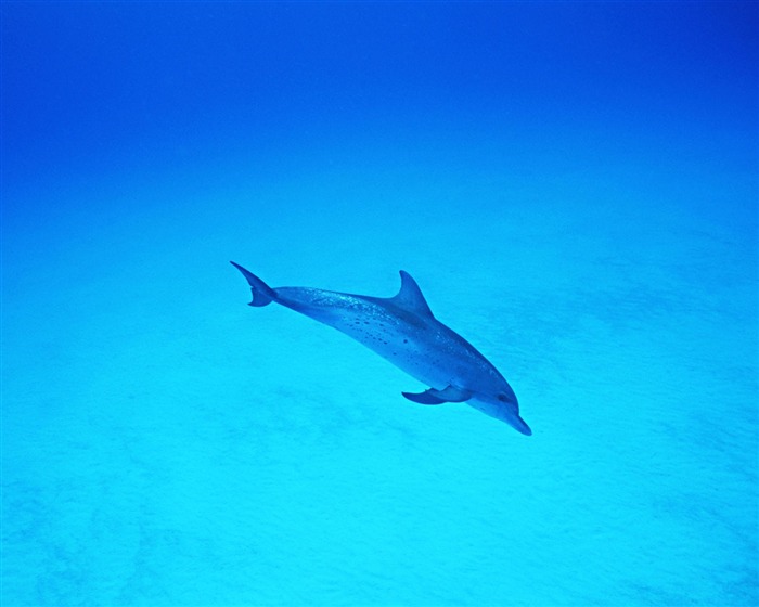 Fondo de pantalla de fotos de delfines #37
