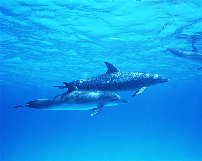 delfínů Foto Wallpaper #39