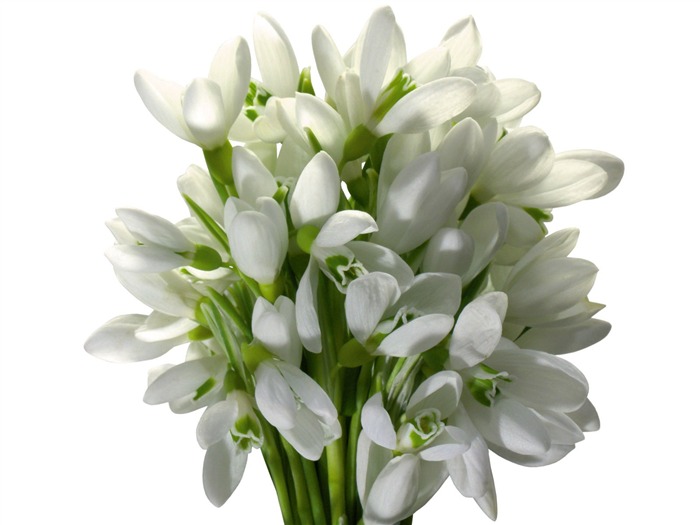 Flores blancas fondo de pantalla #2