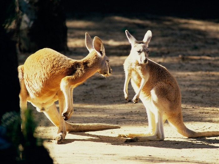 Features schöne Landschaft von Australien #23