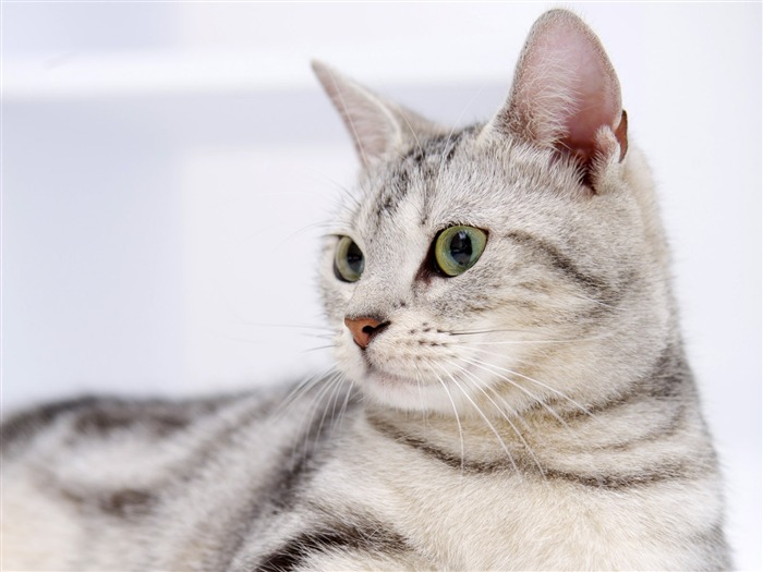 HD papel tapiz lindo gatito #6