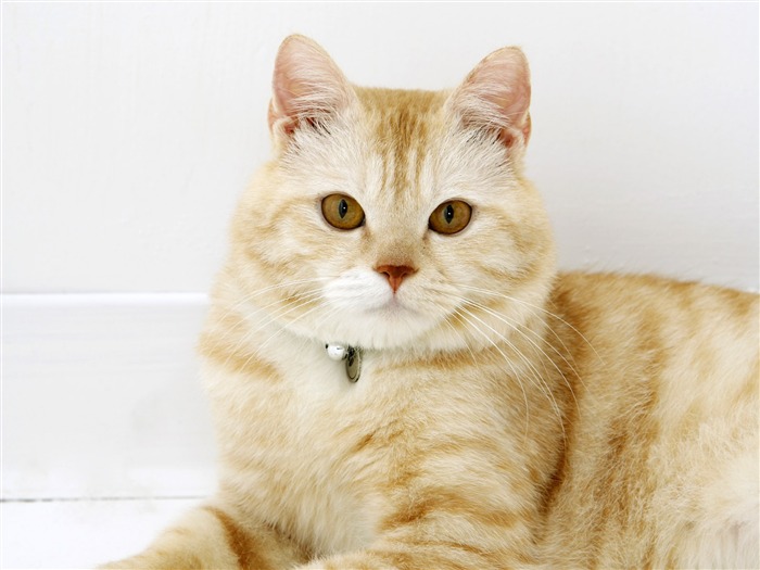 HD papel tapiz lindo gatito #7