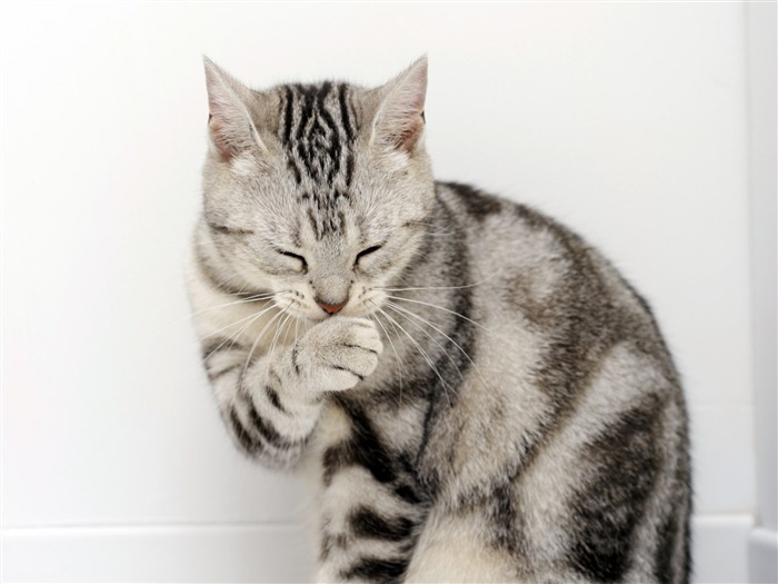 HD papel tapiz lindo gatito #10