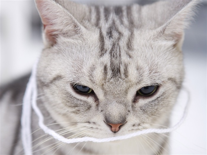 HD papel tapiz lindo gatito #11