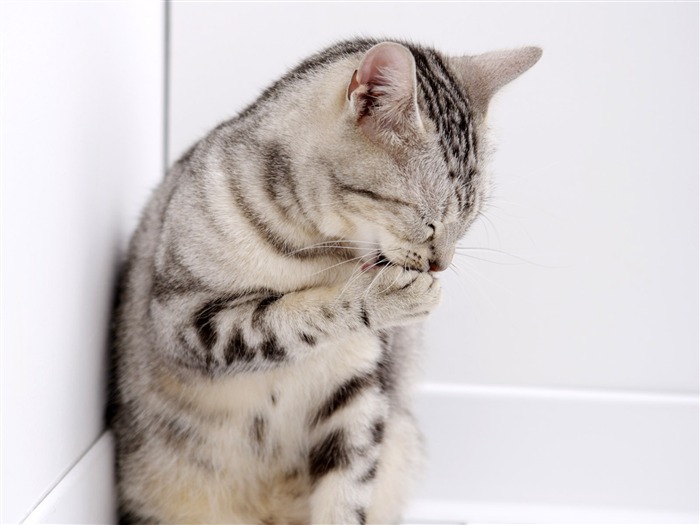 HD papel tapiz lindo gatito #13