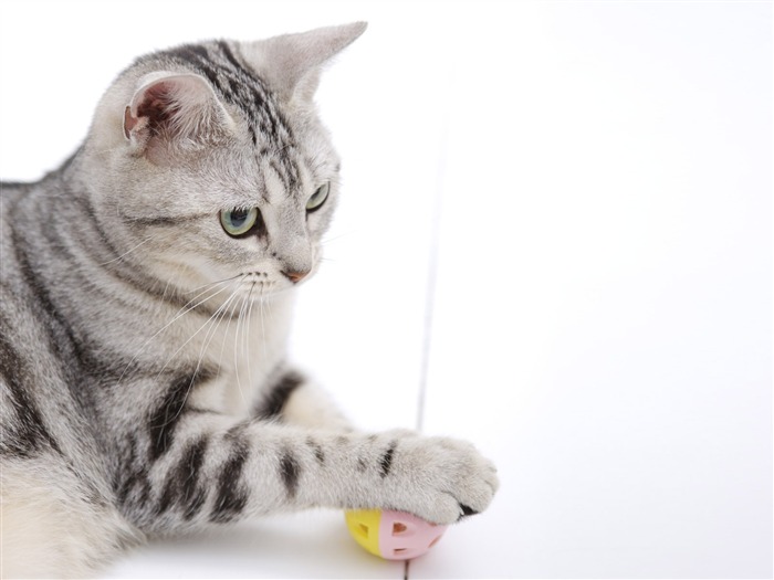 HD papel tapiz lindo gatito #14