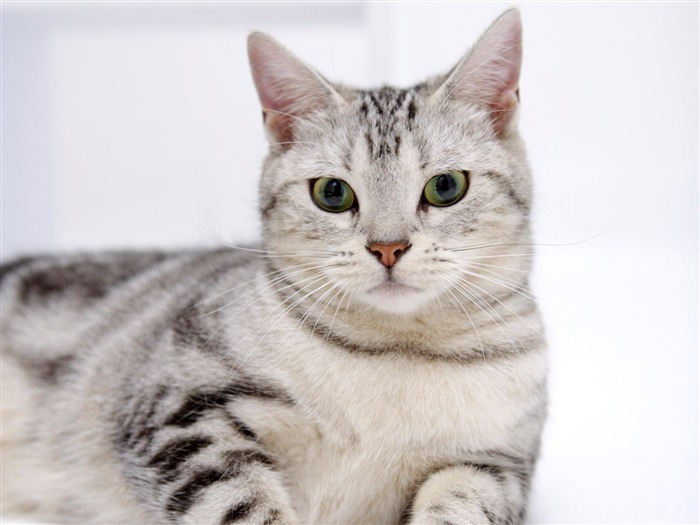 HD papel tapiz lindo gatito #15