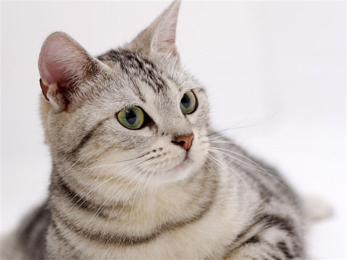 HD papel tapiz lindo gatito #16