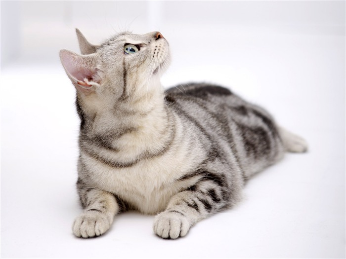 HD papel tapiz lindo gatito #19