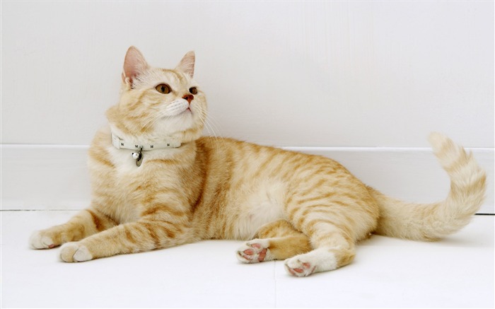 HD papel tapiz lindo gatito #24