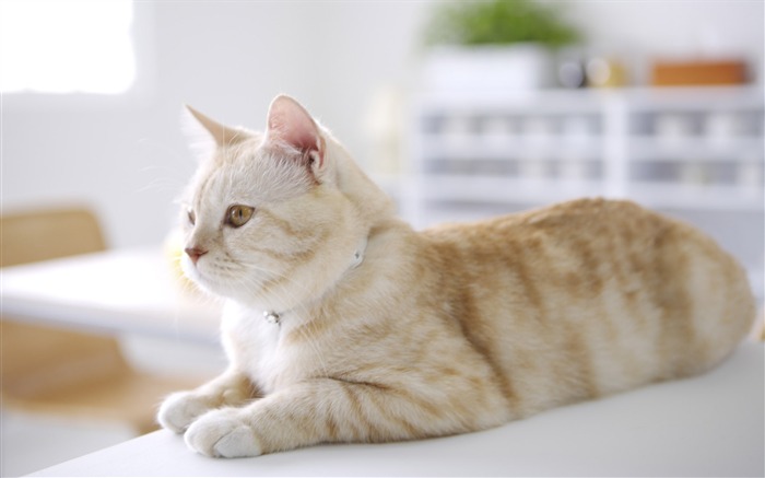 HD papel tapiz lindo gatito #27