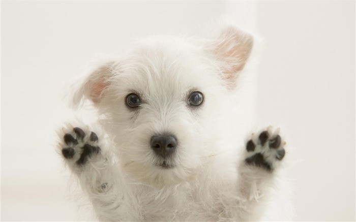Cute puppy Photo Wallpaper #13