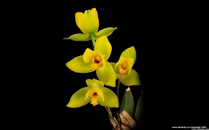 Hermosa y elegante fondo de pantalla de orquídeas #3