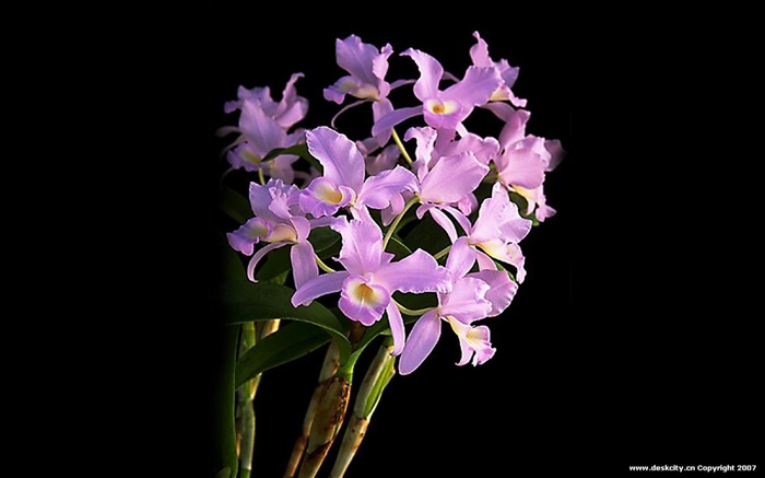 Hermosa y elegante fondo de pantalla de orquídeas #9
