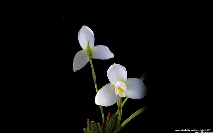 Hermosa y elegante fondo de pantalla de orquídeas #13