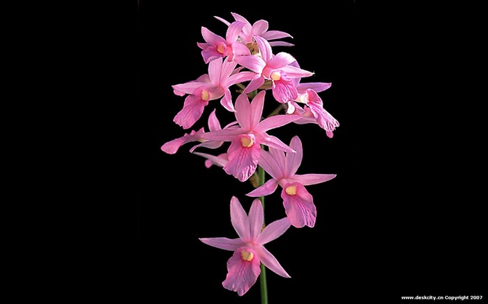 Schöne und elegante Orchidee Wallpaper #15
