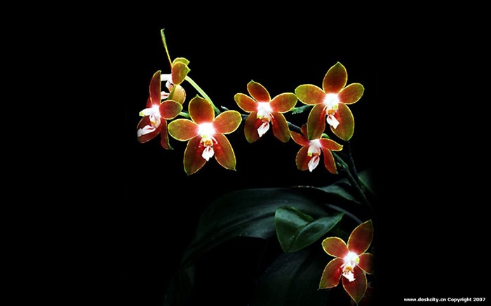 Schöne und elegante Orchidee Wallpaper #18