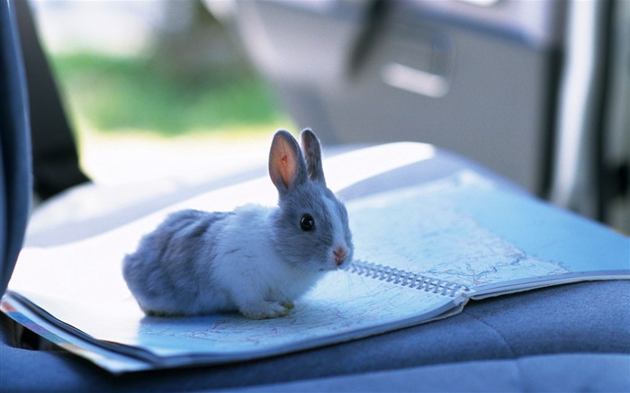 可爱的小兔子壁纸专辑2
