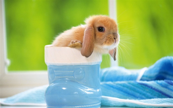 Cute little bunny Tapete #4