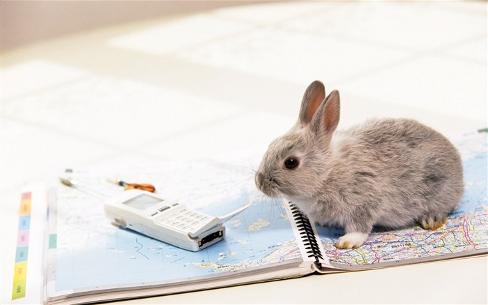 可愛的小兔子壁紙專輯 #5