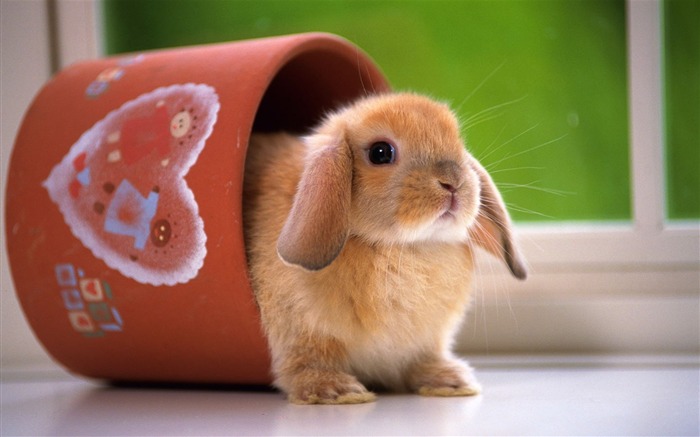 귀여운 토끼의 벽지 #6