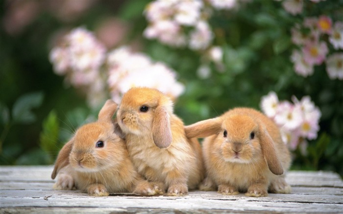 귀여운 토끼의 벽지 #7