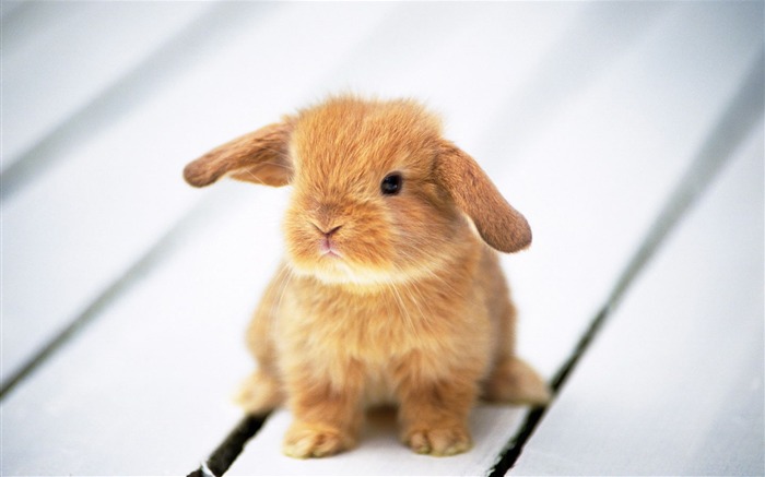 Cute little bunny wallpaper #9
