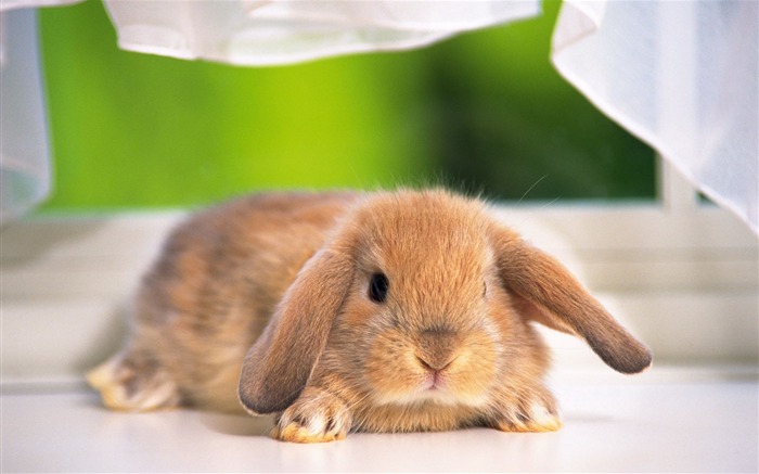 可愛的小兔子壁紙專輯 #14