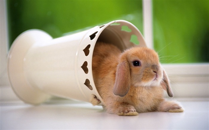 Cute little bunny Tapete #15