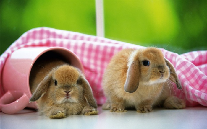 Cute little bunny Tapete #26
