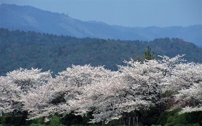 Primavera Naturaleza fondos de pantalla #9