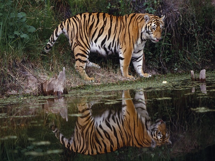 Tiger Фото обои #12