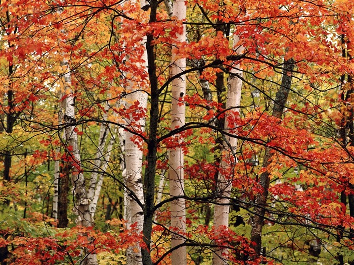 Podzimní krajina krásná tapeta #3