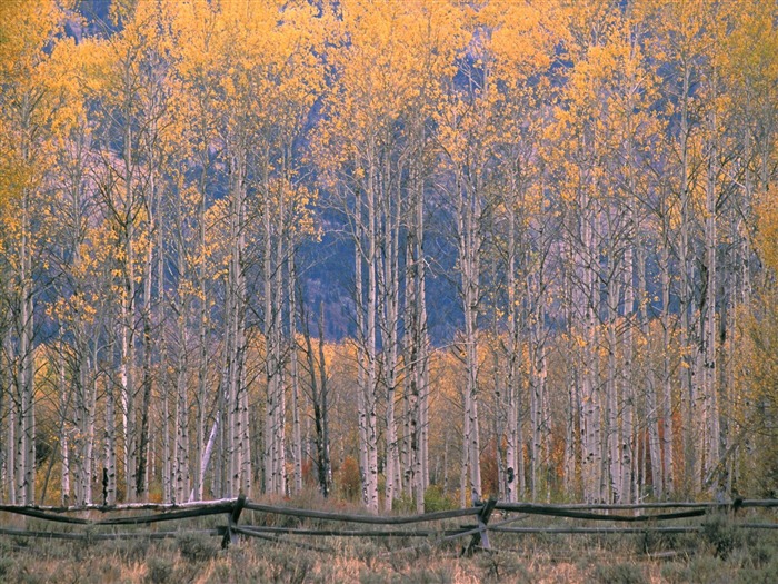 Fond d'écran magnifiques paysages d'automne #7