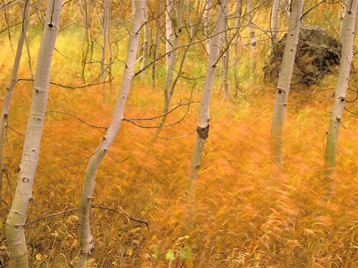 Fond d'écran magnifiques paysages d'automne #10