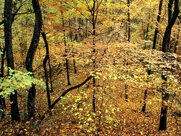 Fond d'écran magnifiques paysages d'automne #18