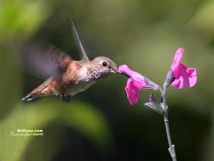 hummingbirds Foto Wallpaper #4