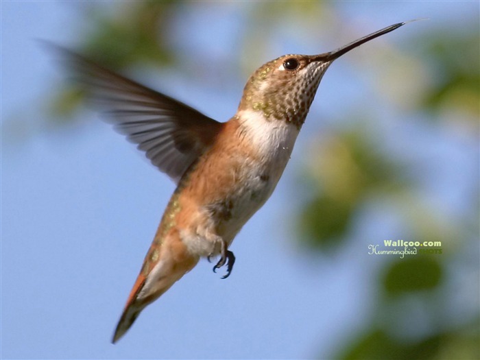 hummingbirds Foto Wallpaper #5