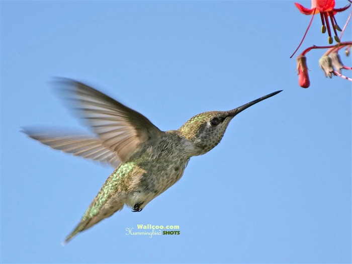 Hummingbirds Photo Wallpaper #6