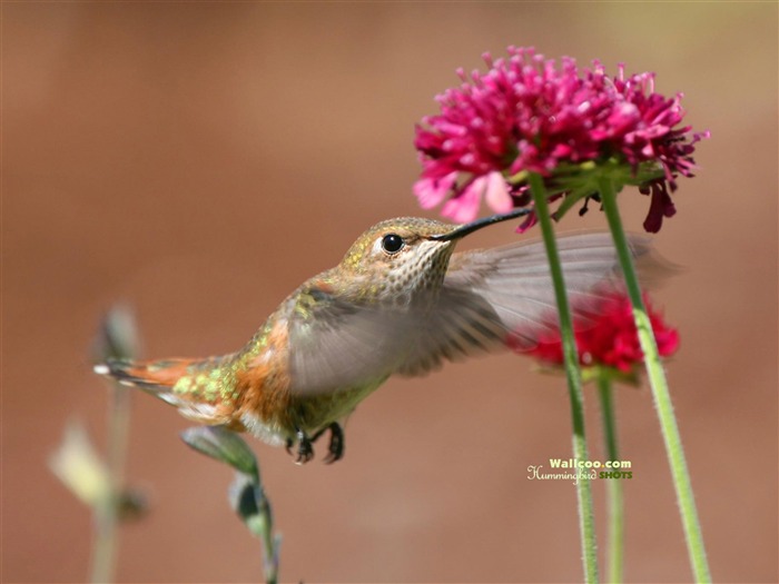 hummingbirds Foto Wallpaper #7