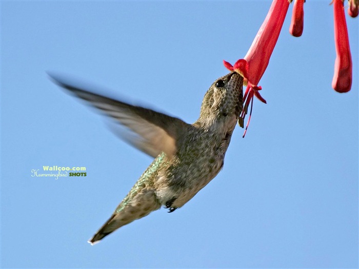hummingbirds Foto Wallpaper #8