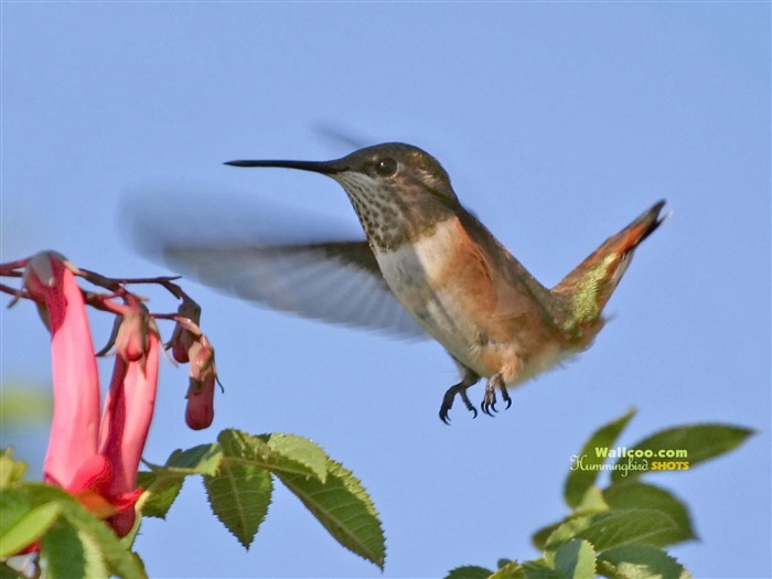 hummingbirds Foto Wallpaper #9