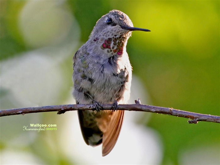 Hummingbirds Фото обои #11