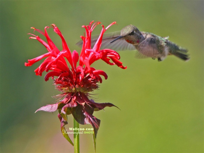 Hummingbirds Фото обои #12