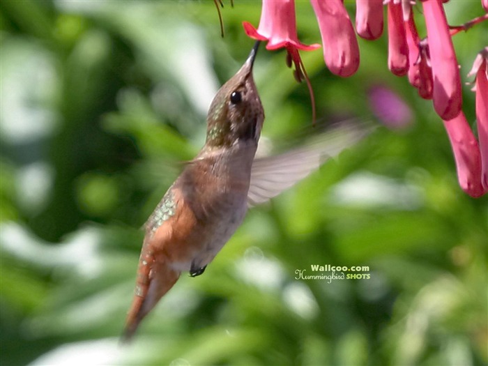 hummingbirds Foto Wallpaper #13