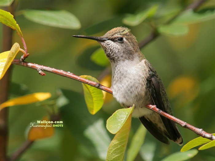 Hummingbirds Фото обои #18