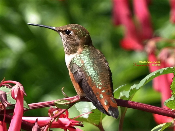 Hummingbirds Фото обои #22