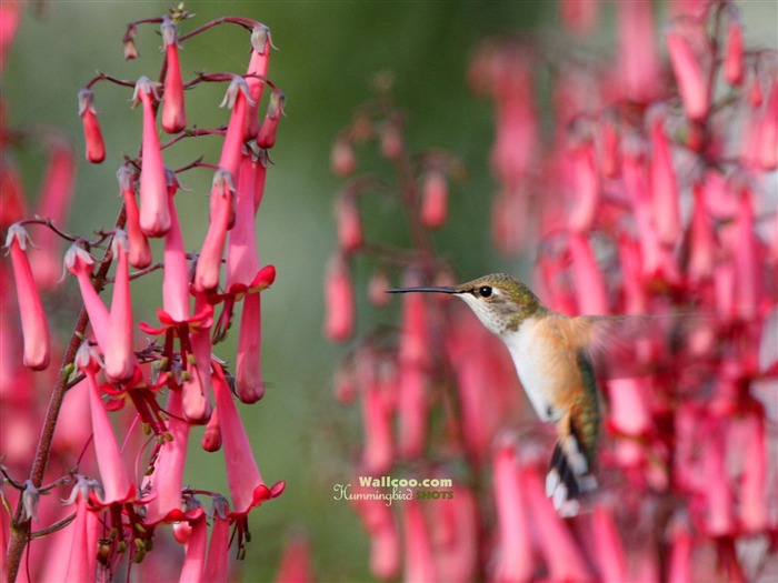 hummingbirds Foto Wallpaper #27