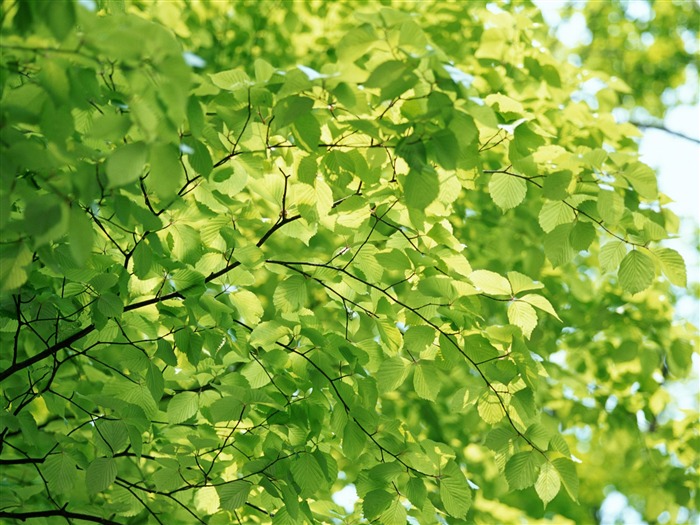 Enfriar fondos de escritorio de hoja verde #16